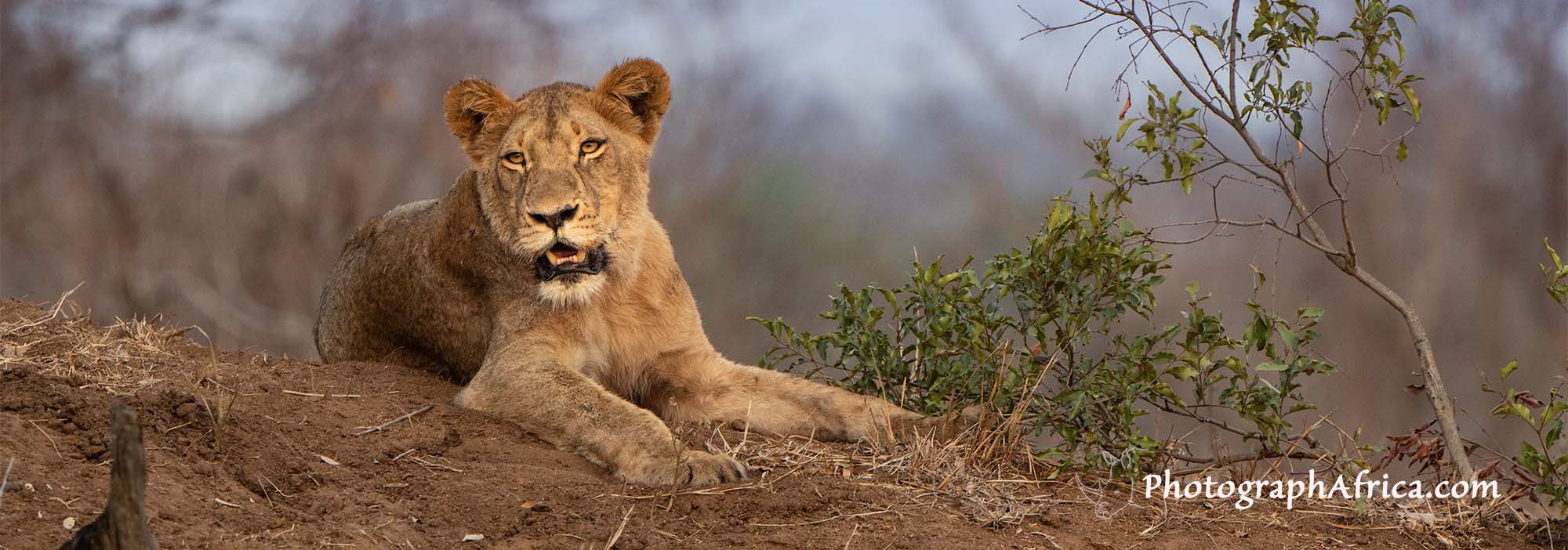 Cost of a South Africa photo safari